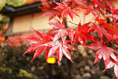 両界山横蔵寺の紅葉
