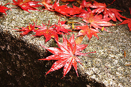 両界山横蔵寺の紅葉